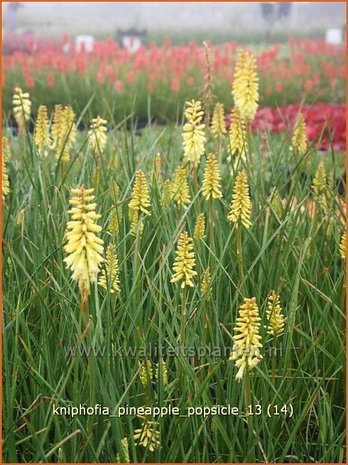 Kniphofia 'Pineapple Popsicle' | Vuurpijl, Fakkellelie