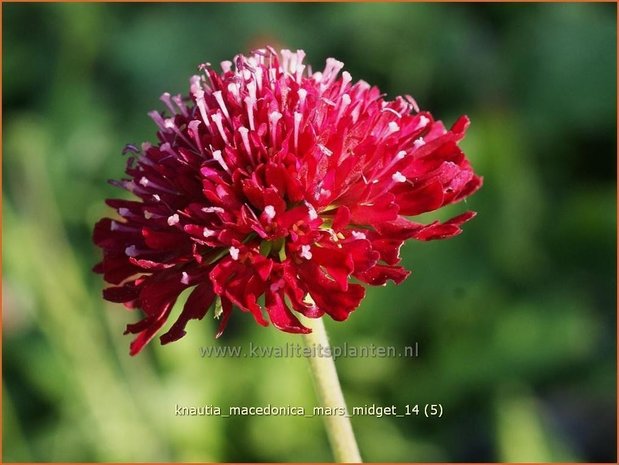 Knautia macedonica 'Mars Midget' | Beemdkroon