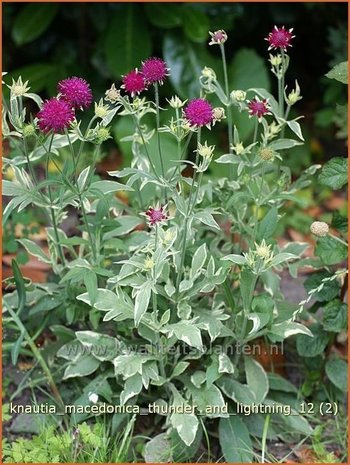 Knautia macedonica 'Thunder and Lightning' | Beemdkroon