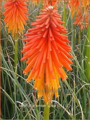 Kniphofia 'Ember Glow' | Vuurpijl, Fakkellelie