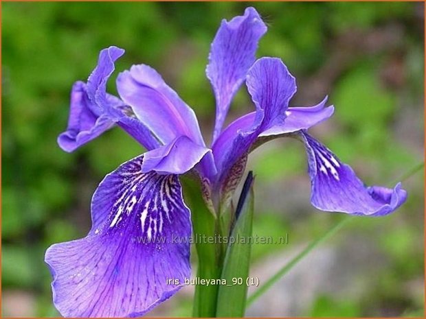 Iris bulleyana | Iris, Lis