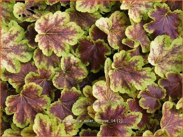 Heucherella 'Solar Eclipse'