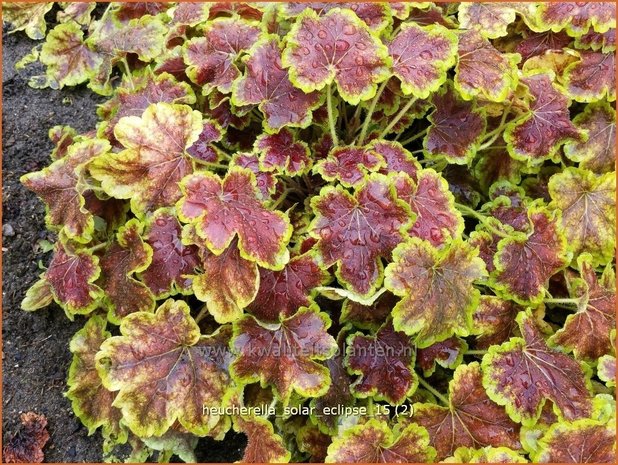 Heucherella 'Solar Eclipse' | Purperklokje