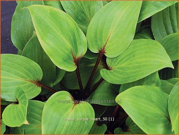 Hosta 'Purple Heart' | Hartlelie, Funkia