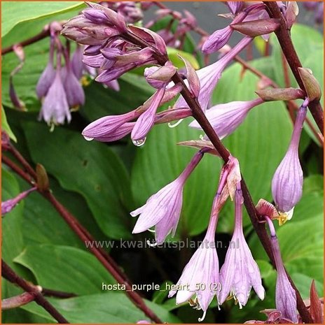 Hosta 'Purple Heart' | Hartlelie, Funkia