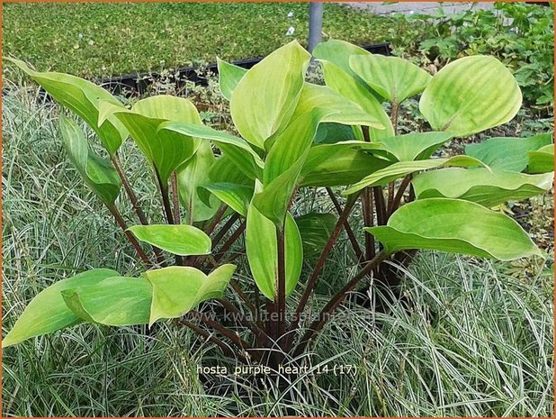 Hosta 'Purple Heart' | Hartlelie, Funkia