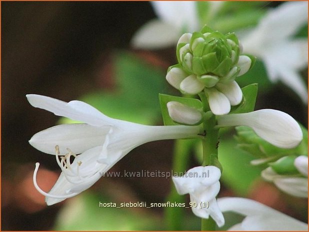 Hosta sieboldii 'Snowflakes' | Hosta, Hartlelie, Funkia | Kleine Siebolds Herzlilie
