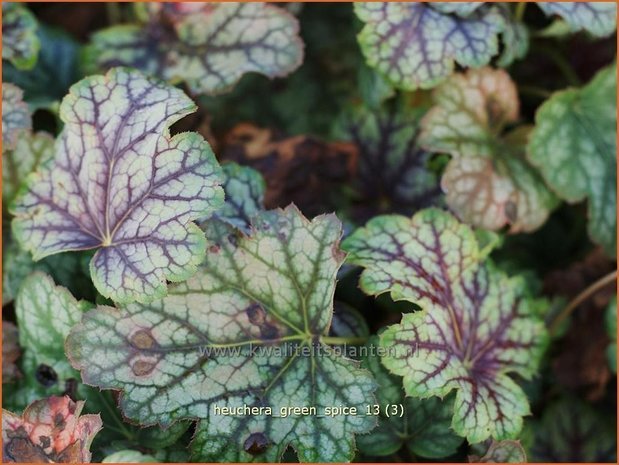 Heuchera 'Green Spice' | Purperklokje