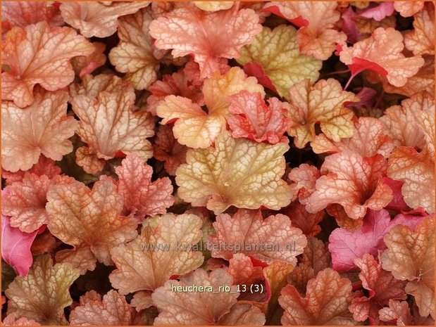 Heuchera 'Rio' | Purperklokje