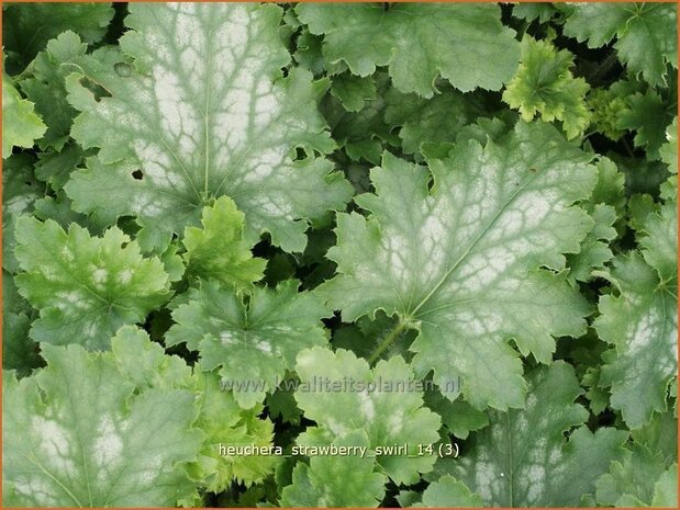 Heuchera 'Strawberry Swirl' | Purperklokje
