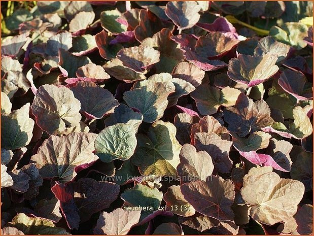 Heuchera 'XXL' | Purperklokje