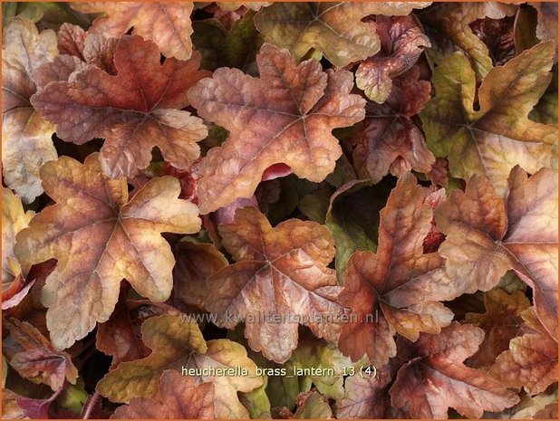 Heucherella 'Brass Lantern'