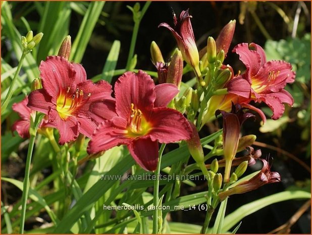 Hemerocallis 'Pardon Me' | Daglelie