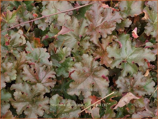 Heuchera 'Chocolate Ruffles' | Purperklokje