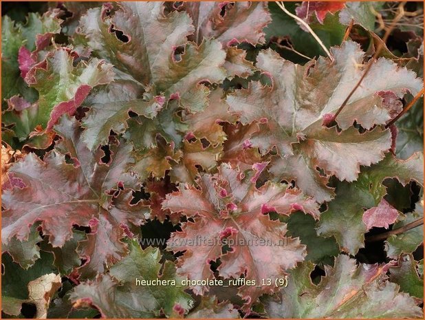 Heuchera 'Chocolate Ruffles' | Purperklokje