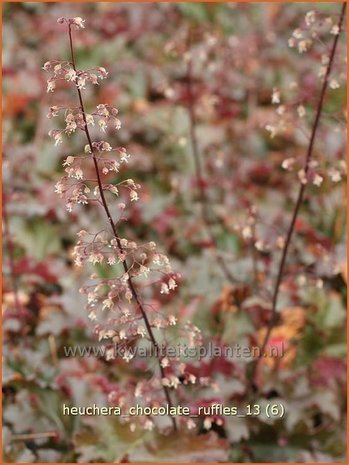 Heuchera 'Chocolate Ruffles' | Purperklokje