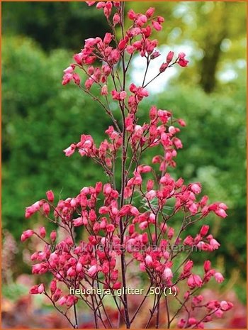 Heuchera 'Glitter' | Purperklokje