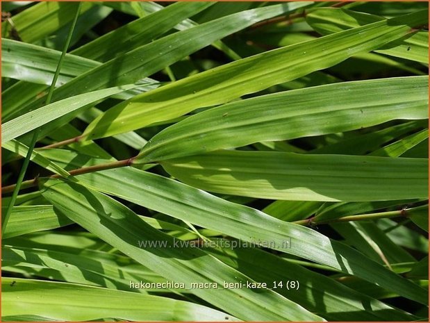 Hakonechloa macra 'Beni-Kaze' | Japans siergras