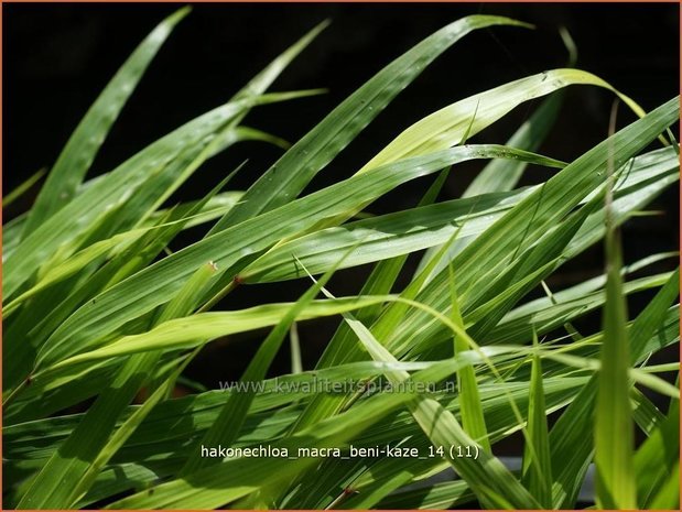 Hakonechloa macra 'Beni-Kaze' | Japans siergras