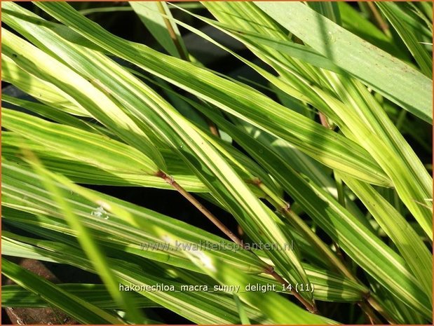 Hakonechloa macra 'Sunny Delight' | Japans siergras