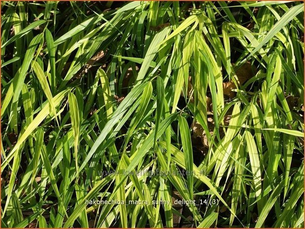 Hakonechloa macra 'Sunny Delight' | Japans siergras