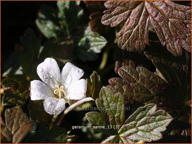 Geranium sessiliflorum 'Sanne' | Ooievaarsbek