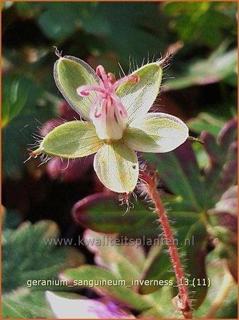 Geranium sanguineum 'Inverness' | Ooievaarsbek