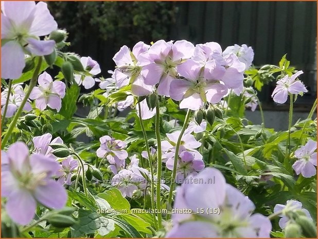 Geranium maculatum 'Chatto' | Ooievaarsbek, Tuingeranium