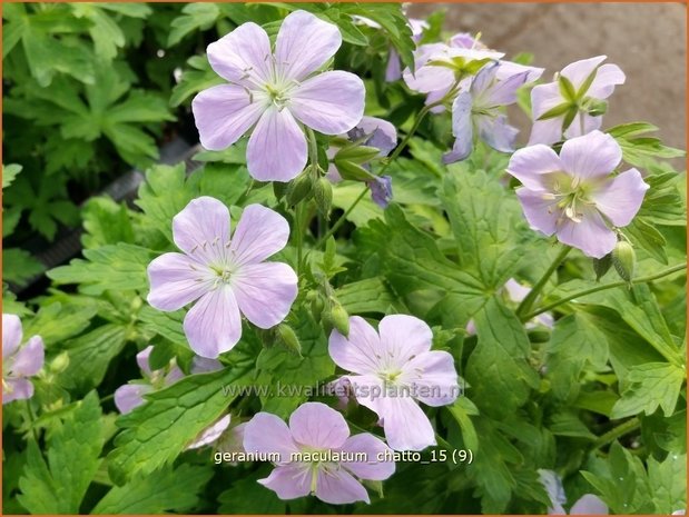 Geranium maculatum 'Chatto' | Ooievaarsbek, Tuingeranium