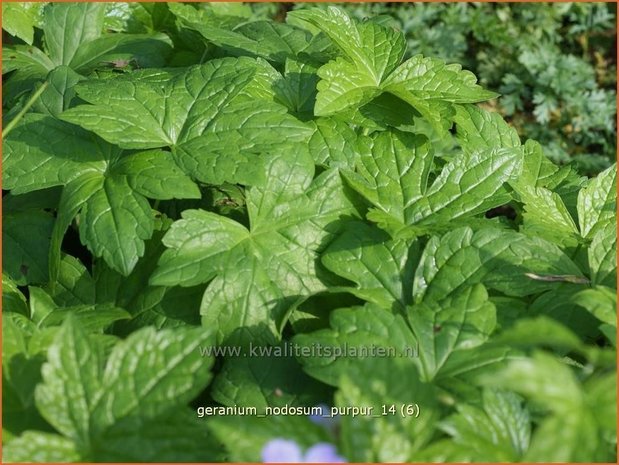 Geranium nodosum 'Purpur' | Ooievaarsbek