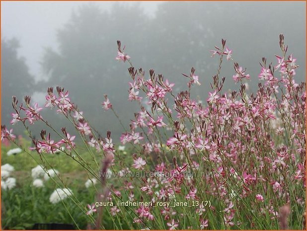 Gaura lindheimeri 'Rosy Jane' | Prachtkaars