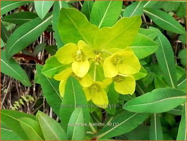 Euphorbia wallichii | Wolfsmelk | Wallichs Spurge