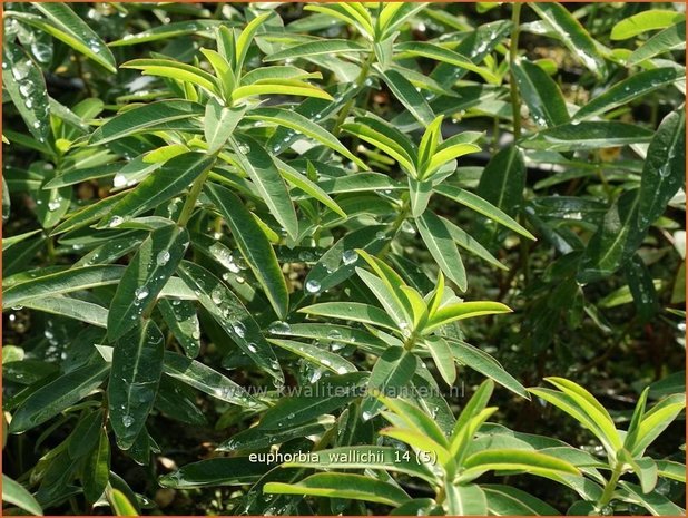 Euphorbia wallichii | Wolfsmelk | Wallichs Spurge