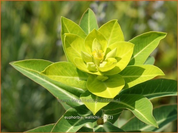 Euphorbia wallichii | Wolfsmelk | Wallichs Spurge