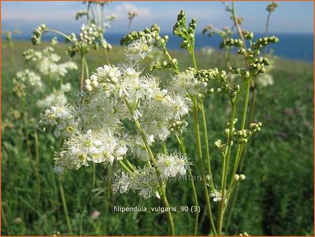 Filipendula vulgaris | Knolspirea