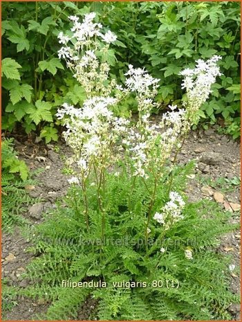 Filipendula vulgaris | Knolspirea