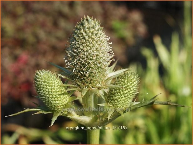 Eryngium agavifolium | Agaafbladige kruisdistel