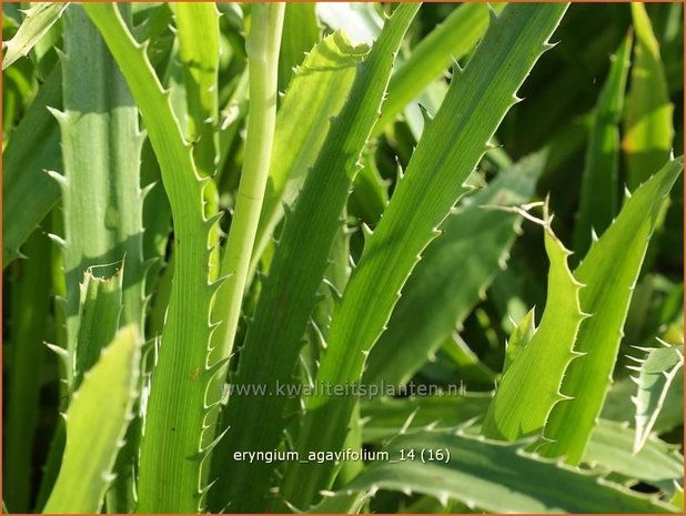 Eryngium agavifolium | Agaafbladige kruisdistel