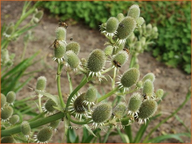 Eryngium agavifolium | Agaafbladige kruisdistel