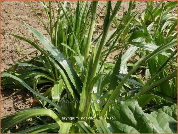 Eryngium agavifolium | Agaafbladige kruisdistel