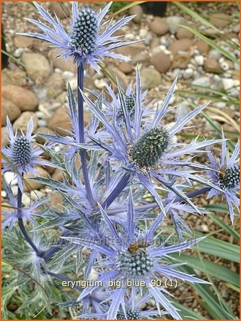 Eryngium 'Big Blue' | Kruisdistel