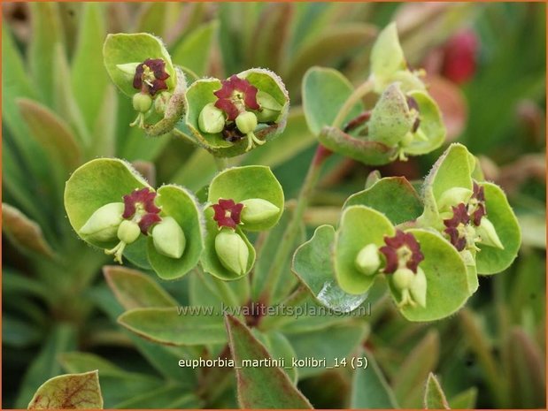 Euphorbia martinii 'Kolibri' | Wolfsmelk | Busch-Wolfsmilch