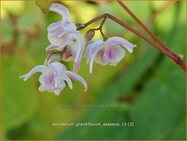 Epimedium grandiflorum 'Akebono' | Elfenbloem