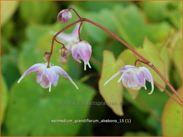 Epimedium grandiflorum 'Akebono' | Elfenbloem