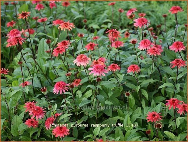 Echinacea purpurea &#39;Raspberry Truffle&#39; | Rode zonnehoed, Zonnehoed | Roter Sonnenhut