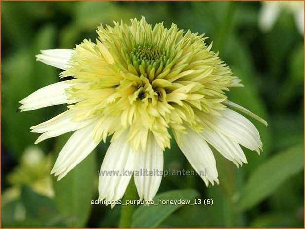 Echinacea purpurea 'Honeydew' | Rode zonnehoed, Zonnehoed | Roter Sonnenhut | Purple Coneflower