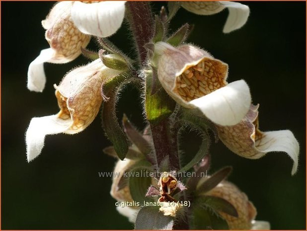Digitalis lanata | Wollig vingerhoedskruid
