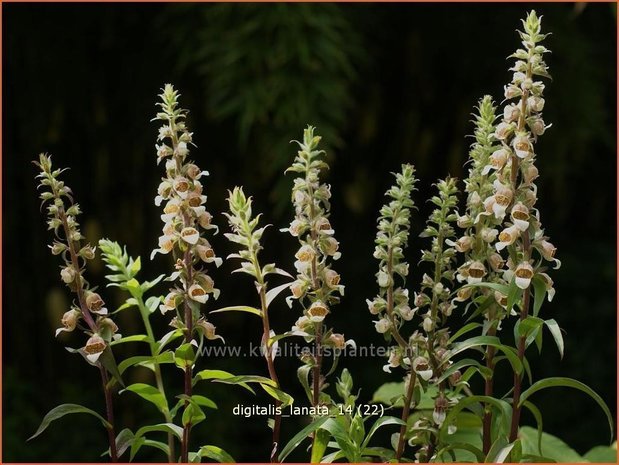 Digitalis lanata | Wollig vingerhoedskruid