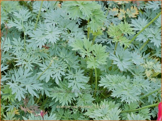 Dicentra &#39;Red Fountain&#39; | Gebroken hartje, Tranend hartje | Herzblume