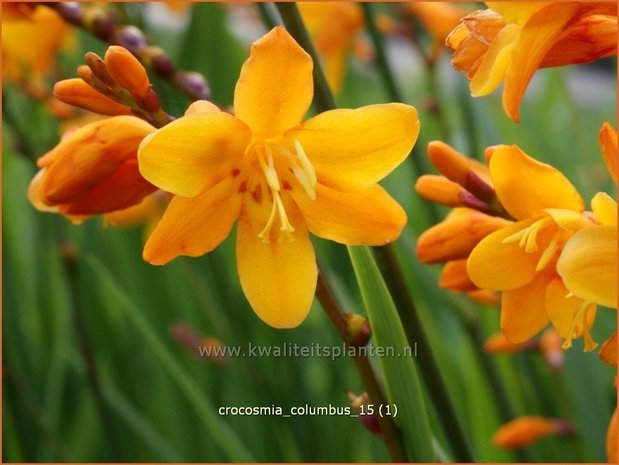 Crocosmia 'Columbus' | Montbretia | Montbretie
